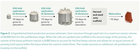 Possible schematic for growing mammalian cells