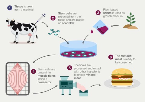 The principal steps in producing cultivated meat