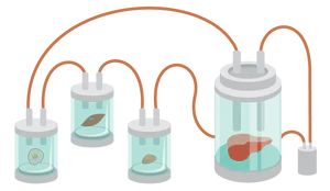 CulNet technology mimics the cellular growth systems of organs connected by blood vessels.