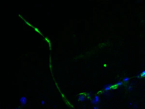 Confocal image of a stained [bioprinted] hairfollicle