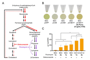 Figure 5 (carotenoid optimization) from Andrew's paper, which can be found <a href="https://doi.org/10.1016/j.ymben.2020.07.011" target="_blank">here</a>