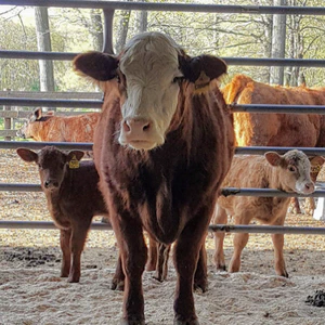 Cows at the Cummings School of Veterinary Medicine at Tufts University from which researchers in the Kaplan Lab obtained muscle and fat tissue for a satellite cell isolation and bovine adipogenic precursor isolation