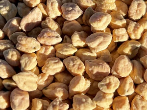 NuCicer High Protein Chickpea Variety