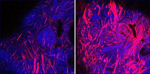 Chicken muscle tissue on Gelatex scaffold without (on left) and with (on right) Profuse supplement